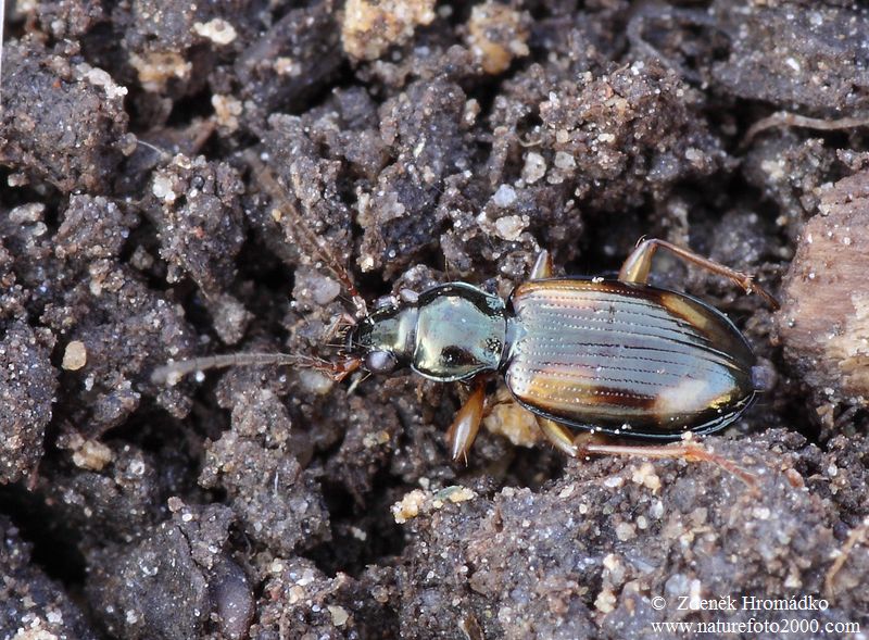 střevlíček, Ocydromus tetracolus tetracolus, Carabidae (Brouci, Coleoptera)